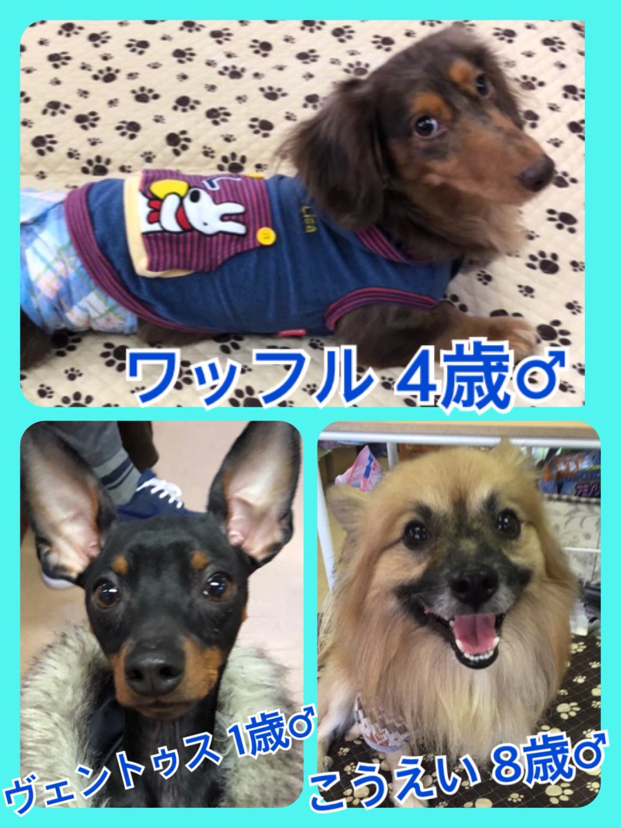 今日はワンニャン🐶🐱の日🐾今日の里親様募集中ワンコ🐶メンバーです🐾2019,2,12